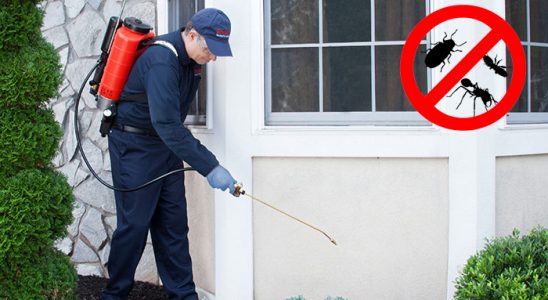 Poligon Karınca İlaçlama böcek ilaçlama ve haşere kontrolü — ilaclama-tr.com